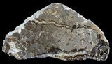 Polished Ammonite Fossil Slab - Marston Magna Marble #63853-1